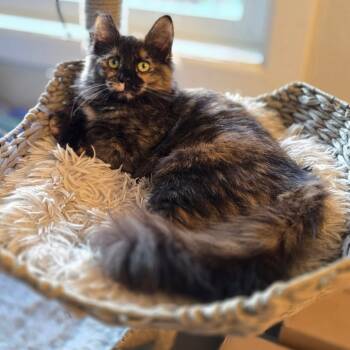 Rescue Domestic Long Hair Cats for Adoption in Jacksonville, Oregon - Divine | PetCurious