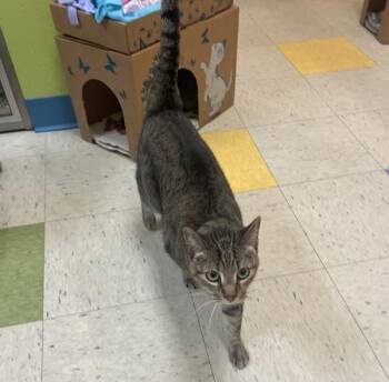 Lola -  Domestic Short Hair Cat for Adoption in Sioux City, Iowa - Lola | PetCurious