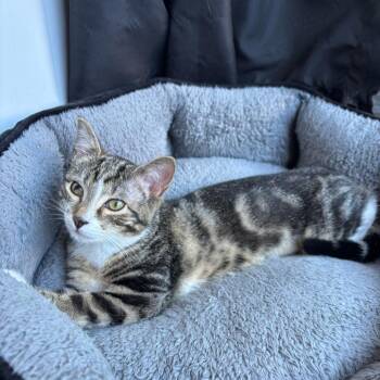 Cheerio -  Domestic Short Hair Cat for Adoption in Stokesdale, North Carolina - Cheerio | PetCurious