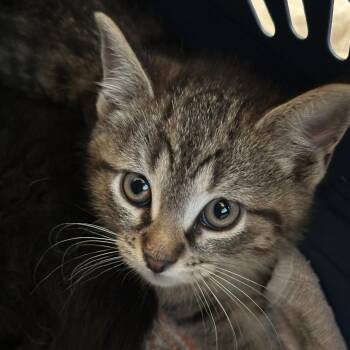 Cricket -  Domestic Short Hair Cat for Adoption in Matteson, Illinois - Cricket | PetCurious