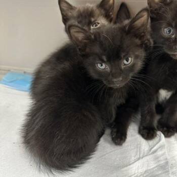 Iskar -  Domestic Short Hair Cat for Adoption in Indianapolis, Indiana - Iskar | PetCurious