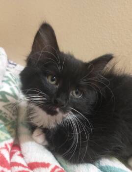 Dory -  Domestic Medium Hair Cat for Adoption in Tomah, Wisconsin - Dory | PetCurious
