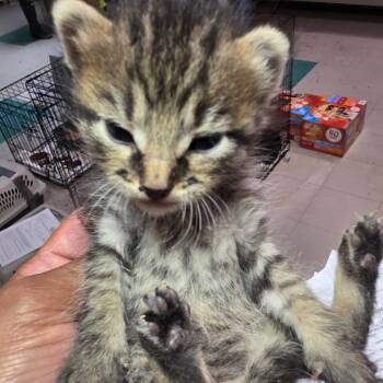 Pacquiao -  Domestic Short Hair Cat for Adoption in Leander, Texas - Pacquiao | PetCurious
