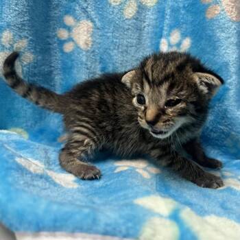 LATTE -  Domestic Short Hair Cat for Adoption in Rosenberg, Texas - LATTE | PetCurious