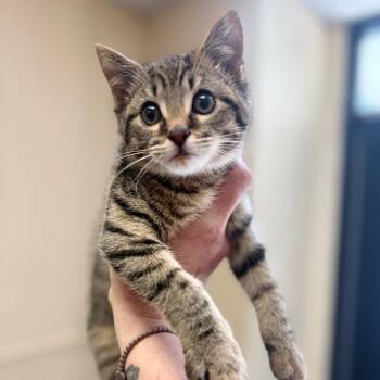 Domestic Short Hair Cats Available for Adoption in Corinth, Mississippi - Opie | PetCurious