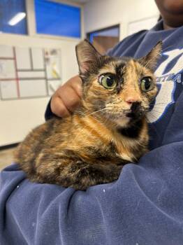 Domestic Short Hair Cats Available for Adoption in Thousand Oaks, California - Cali | PetCurious