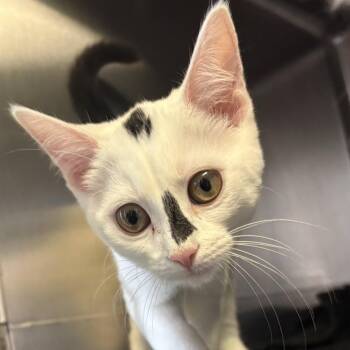Cinder -  Domestic Medium Hair Cat for Adoption in Knoxville, Tennessee - Cinder | PetCurious