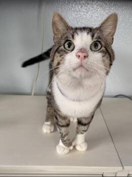 Extra Toes Cat Hemingway Polydactyl Cats Available for Adoption in Liverpool, Texas - Teddy | PetCurious