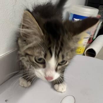 Xander Harris -  Domestic Medium Hair Cat for Adoption in St. Louis, Missouri - Xander Harris | PetCurious