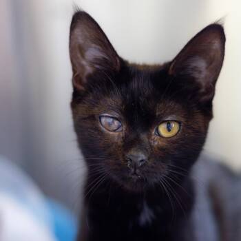 Ebony -  Domestic Short Hair Cat Available for Adoption in Wilmington, Delaware - Ebony | PetCurious
