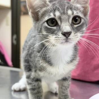 Tabitha-4394 -  Domestic Short Hair Cat for Adoption in Tyler, Texas - Tabitha-4394 | PetCurious
