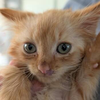 Patrick -  Domestic Medium Hair Cat for Adoption in Chapel Hill, North Carolina - Patrick | PetCurious