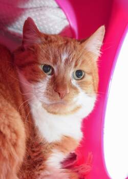 Domestic Short Hair Cats Available for Adoption - Colby | PetCurious