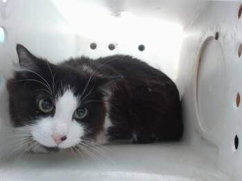 MILES -  Domestic Medium Hair Cat for Adoption in Albuquerque, New Mexico - MILES | PetCurious
