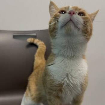 Sid -  Domestic Short Hair Cat for Adoption in Janesville, Wisconsin - Sid | PetCurious