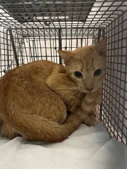 ECLIPSE -  Domestic Short Hair Cat for Adoption in Fort Lauderdale, Florida - ECLIPSE | PetCurious