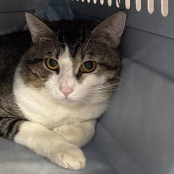 Paddington -  Domestic Short Hair Cat for Adoption in Salt Lake City, Utah - Paddington | PetCurious