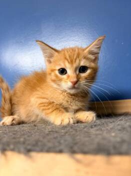Benji -  Domestic Short Hair Cat for Adoption in Batesville, Arkansas - Benji | PetCurious