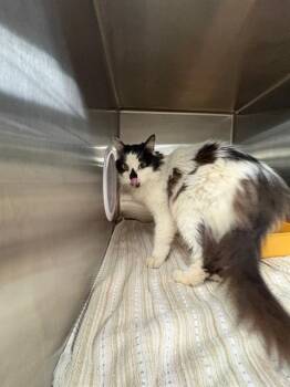 Domestic Long Hair Cats Available for Adoption - PANDA | PetCurious
