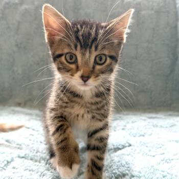 Domestic Short Hair Cats Available for Adoption in Hailey, Idaho - Pip | PetCurious