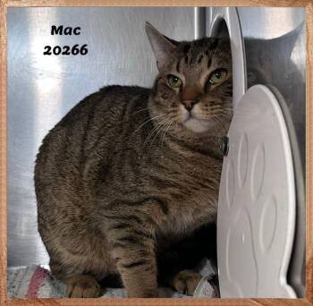 MAC see also CHEESE -  Domestic Short Hair and Tabby Cat for Adoption in Marietta, Georgia - MAC See Also CHEESE | PetCurious