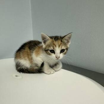 Rosalie -  Domestic Short Hair Cat for Adoption in Indianapolis, Indiana - Rosalie | PetCurious