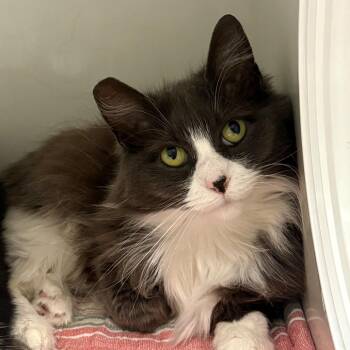 Domestic Medium Hair Cats Available for Adoption in East Hanover, New Jersey - Lola | PetCurious