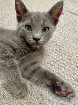 Rescue Domestic Short Hair and Russian Blue Cats for Adoption in Tustin, California - Myst | PetCurious