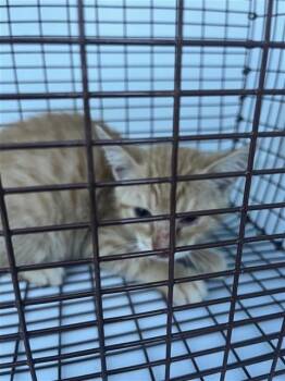 A656868 -  Domestic Short Hair Cat Available for Adoption in Houston, Texas - A656868 | PetCurious