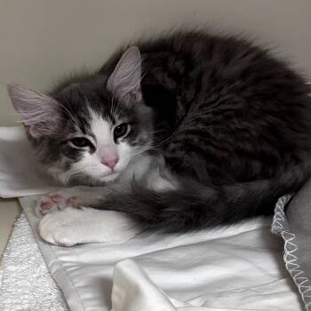 Albie 53877 -  Domestic Medium Hair Cat Available for Adoption in Las Vegas, Nevada - Albie 53877 | PetCurious