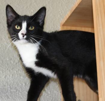Kona -  Domestic Short Hair Cat for Adoption in Huron, South Dakota - Kona | PetCurious