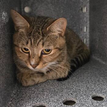 Hamilton -  Domestic Short Hair Cat for Adoption in Knoxville, Tennessee - Hamilton | PetCurious