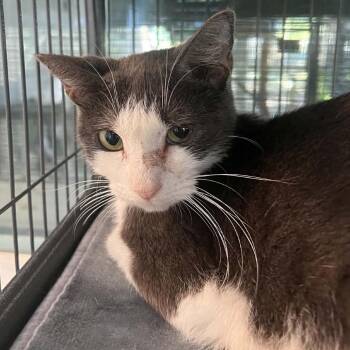 Hope -  Domestic Short Hair Cat for Adoption in Hampton Bays, New York - Hope | PetCurious