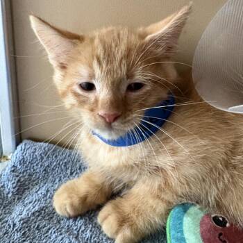Creamy -  Domestic Medium Hair Cat for Adoption in Leander, Texas - Creamy | PetCurious