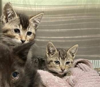 MAEVE -  Domestic Short Hair Cat for Adoption in Tustin, California - MAEVE | PetCurious