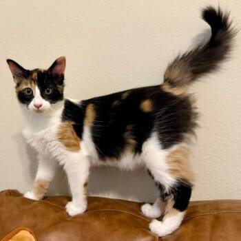 Sugar Faye Calico Sweetie -  Calico and Domestic Medium Hair Cat for Adoption in Friendswood, Texas - Sugar Faye Calico Sweetie | PetCurious