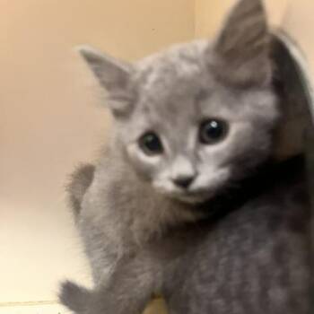 Crypt -  Domestic Short Hair Cat for Adoption in Dayton, Ohio - Crypt | PetCurious