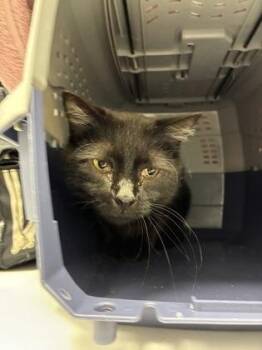 Turner -  Domestic Short Hair Cat for Adoption in Kansas City, Missouri - Turner | PetCurious