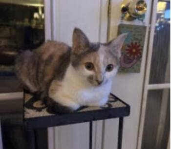 Peanut & Mango *BONDED* -  Domestic Short Hair Cat for Adoption in Herndon, Virginia - Peanut & Mango *BONDED* | PetCurious