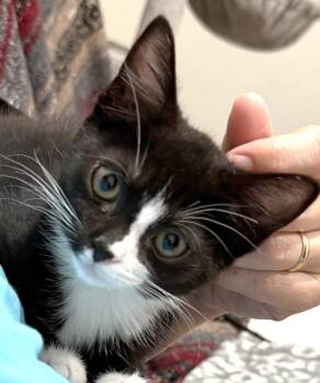 Pixie -  Domestic Short Hair Cat for Adoption in Ventura, California - Pixie | PetCurious