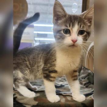 Galahad -  Domestic Short Hair Cat for Adoption in Toledo, Ohio - Galahad | PetCurious