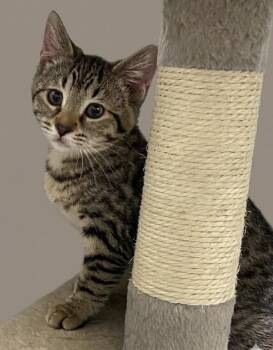 Cherry -  Tabby Cat for Adoption in Claresholm, Alberta - Cherry | PetCurious