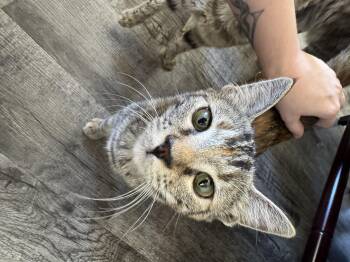 Rescue Domestic Short Hair Cats for Adoption in North Richland Hills, Texas - Daffodil | PetCurious