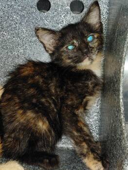 Rain -  Domestic Short Hair Cat for Adoption in Henderson, North Carolina - Rain | PetCurious