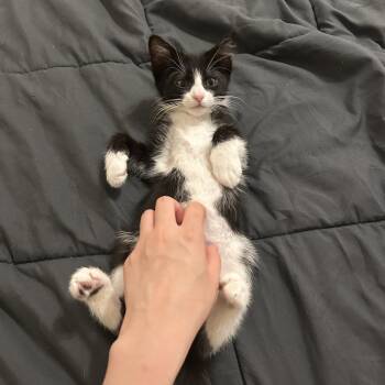 Rescue Domestic Short Hair Cats for Adoption in Davis, California - Turnip | PetCurious