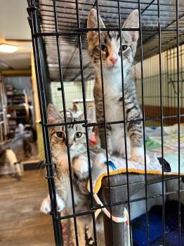 Huggy -  Domestic Short Hair Cat for Adoption in Rice Lake, Wisconsin - Huggy | PetCurious