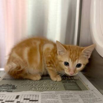 Parmesan -  Domestic Short Hair Cat for Adoption in Hendersonville, North Carolina - Parmesan | PetCurious