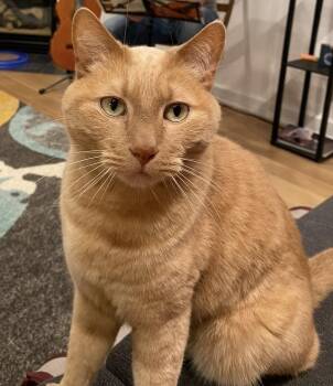 BEAR - Courtesy Listing -  Domestic Short Hair Cat for Adoption in Prescott, Arizona - BEAR - Courtesy Listing | PetCurious