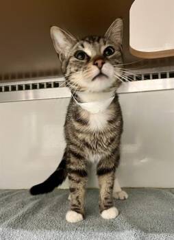 Domestic Short Hair Cats Available for Adoption in San Francisco, California - MARTIN | PetCurious