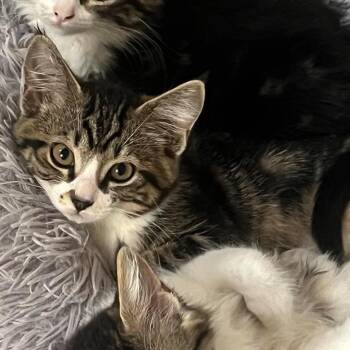 Willow -  Domestic Short Hair Cat for Adoption in Chilliwack, British Columbia - Willow | PetCurious